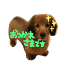リカのミカン（個別スタンプ：2）