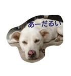 ココとシロ（個別スタンプ：5）