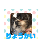 老犬シーズーのゆるいスタンプ（個別スタンプ：1）