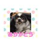 老犬シーズーのゆるいスタンプ（個別スタンプ：2）