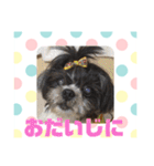 老犬シーズーのゆるいスタンプ（個別スタンプ：4）