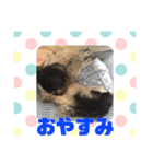 老犬シーズーのゆるいスタンプ（個別スタンプ：6）