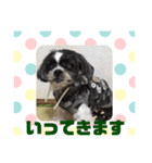 老犬シーズーのゆるいスタンプ（個別スタンプ：7）
