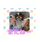 老犬シーズーのゆるいスタンプ（個別スタンプ：8）
