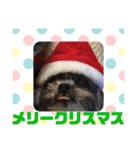 老犬シーズーのゆるいスタンプ（個別スタンプ：9）