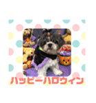老犬シーズーのゆるいスタンプ（個別スタンプ：10）
