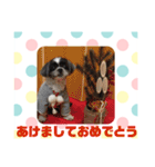 老犬シーズーのゆるいスタンプ（個別スタンプ：11）