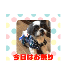 老犬シーズーのゆるいスタンプ（個別スタンプ：12）