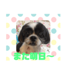 老犬シーズーのゆるいスタンプ（個別スタンプ：13）