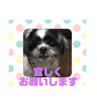 老犬シーズーのゆるいスタンプ（個別スタンプ：14）