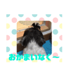 老犬シーズーのゆるいスタンプ（個別スタンプ：15）