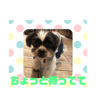 老犬シーズーのゆるいスタンプ（個別スタンプ：16）