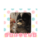老犬シーズーのゆるいスタンプ（個別スタンプ：17）