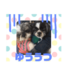 老犬シーズーのゆるいスタンプ（個別スタンプ：18）
