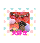 老犬シーズーのゆるいスタンプ（個別スタンプ：19）