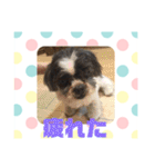 老犬シーズーのゆるいスタンプ（個別スタンプ：20）