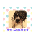 老犬シーズーのゆるいスタンプ（個別スタンプ：21）