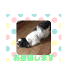 老犬シーズーのゆるいスタンプ（個別スタンプ：22）