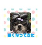 老犬シーズーのゆるいスタンプ（個別スタンプ：23）