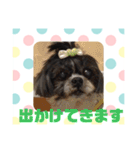 老犬シーズーのゆるいスタンプ（個別スタンプ：24）