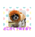 老犬シーズーのゆるいスタンプ（個別スタンプ：25）