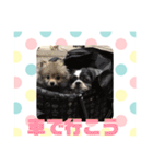 老犬シーズーのゆるいスタンプ（個別スタンプ：26）