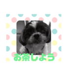 老犬シーズーのゆるいスタンプ（個別スタンプ：27）