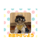 老犬シーズーのゆるいスタンプ（個別スタンプ：28）