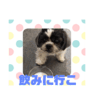 老犬シーズーのゆるいスタンプ（個別スタンプ：29）