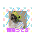 老犬シーズーのゆるいスタンプ（個別スタンプ：30）