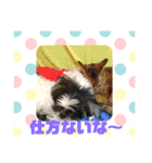 老犬シーズーのゆるいスタンプ（個別スタンプ：31）