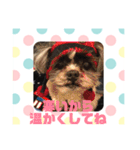 老犬シーズーのゆるいスタンプ（個別スタンプ：32）