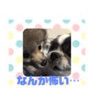 老犬シーズーのゆるいスタンプ（個別スタンプ：33）