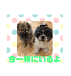 老犬シーズーのゆるいスタンプ（個別スタンプ：34）