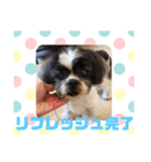 老犬シーズーのゆるいスタンプ（個別スタンプ：35）