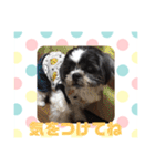 老犬シーズーのゆるいスタンプ（個別スタンプ：36）