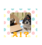 老犬シーズーのゆるいスタンプ（個別スタンプ：37）