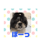 老犬シーズーのゆるいスタンプ（個別スタンプ：38）