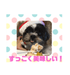 老犬シーズーのゆるいスタンプ（個別スタンプ：39）