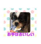 老犬シーズーのゆるいスタンプ（個別スタンプ：40）