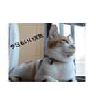 我が家の大好きなペット（個別スタンプ：13）