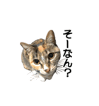 ねこが言う(栃木弁編)（個別スタンプ：1）
