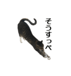 ねこが言う(栃木弁編)（個別スタンプ：2）