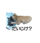 ねこが言う(栃木弁編)（個別スタンプ：3）