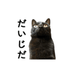 ねこが言う(栃木弁編)（個別スタンプ：4）