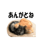 ねこが言う(栃木弁編)（個別スタンプ：5）