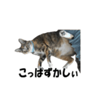 ねこが言う(栃木弁編)（個別スタンプ：6）