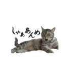 ねこが言う(栃木弁編)（個別スタンプ：7）