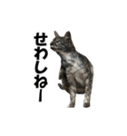 ねこが言う(栃木弁編)（個別スタンプ：8）
