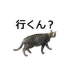 ねこが言う(栃木弁編)（個別スタンプ：9）